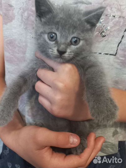 Шотландские котята