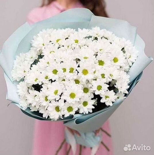 Хризантема