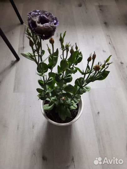 Эустома в горшке