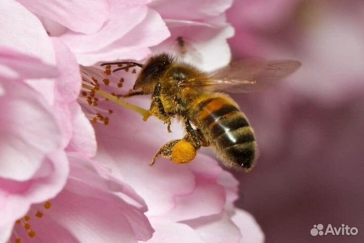 Пчелосемьи, пчелопакеты продам