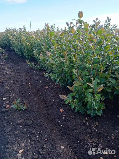 Кизильник блестящий со своего участка