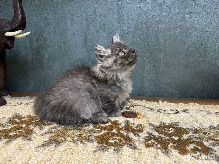 Котята Манчкин