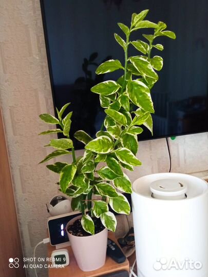 Педилантус