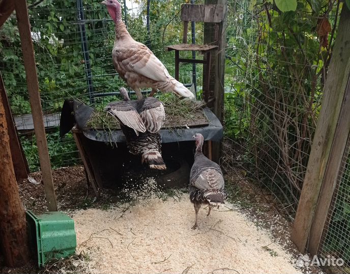 Индюки семья