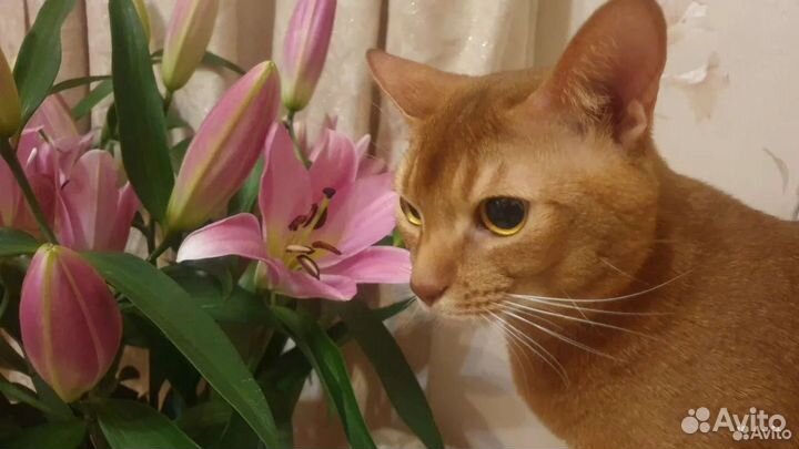 Кот Абиссинский Соррель вязка