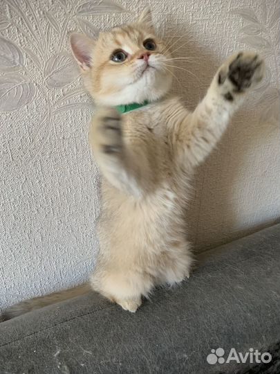 Шотландский котенок