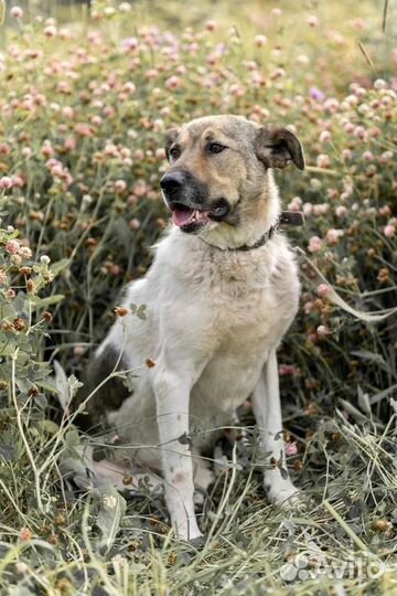 Метис среднеазиатской овчарки