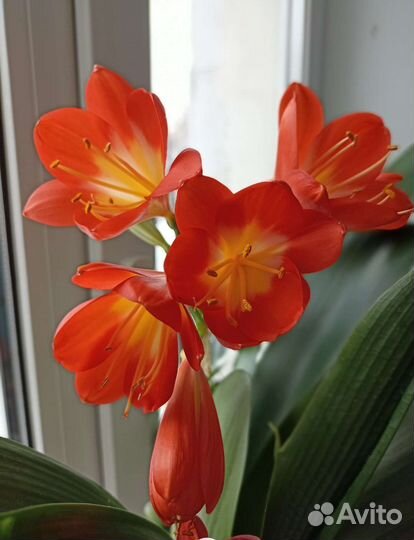 Комнатные цветы кливия