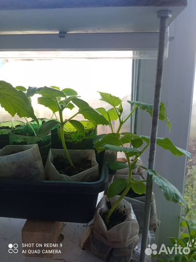 Рассада огурцов кураж