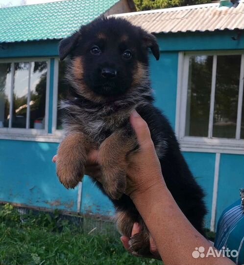 Щенки Немецкая овчарка