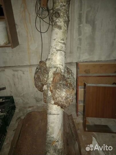 Кап (Сувель) Береза