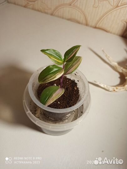 Комнатные растения традесканция, разные сорта