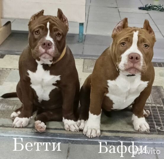 Щенки американского булли девочки