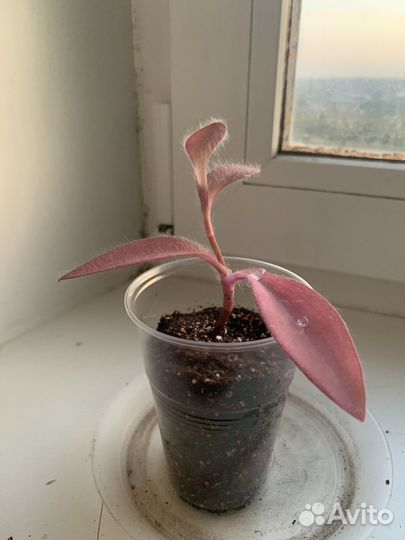 Сеткреазия