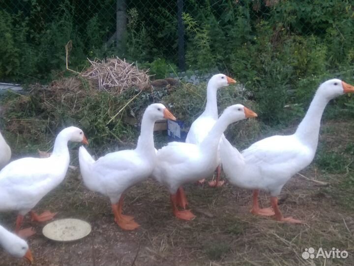Гуси, гусята