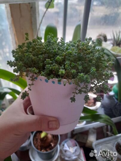 Седум дасифиллюм