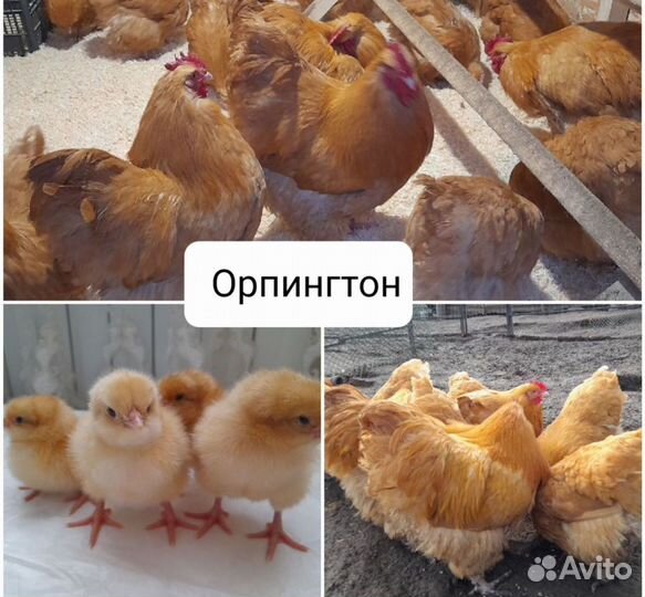 Цыплята суточные