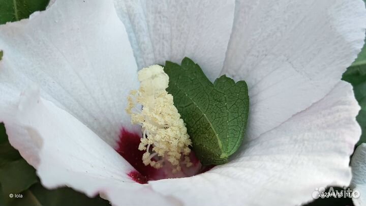 Сортовые сирийские гибискусы