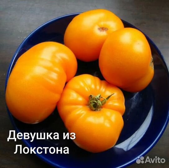 Рассада редких коллекционных томатов-гномов