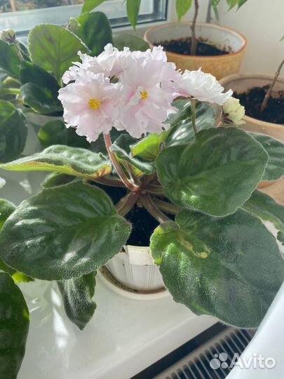 Фиалка в горшках