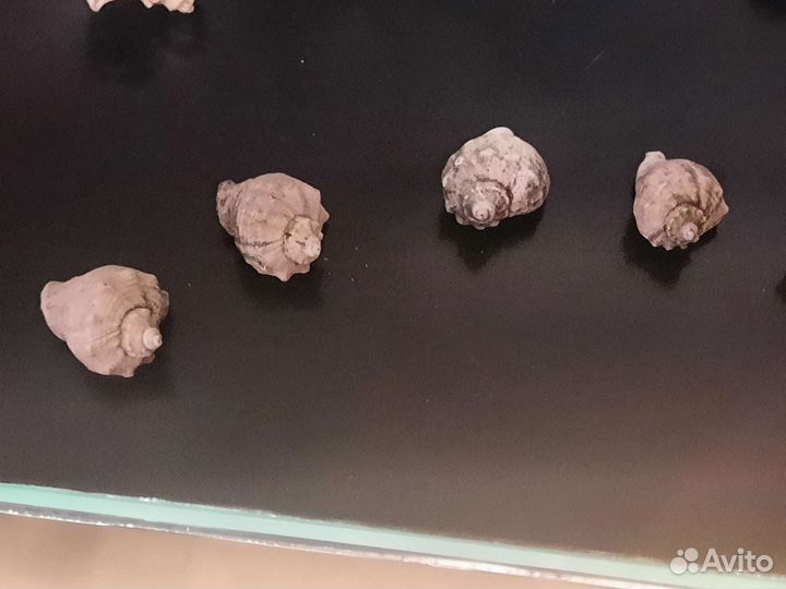 Морские ракушки раковины