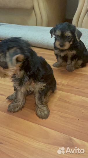 Йоркширский терьер