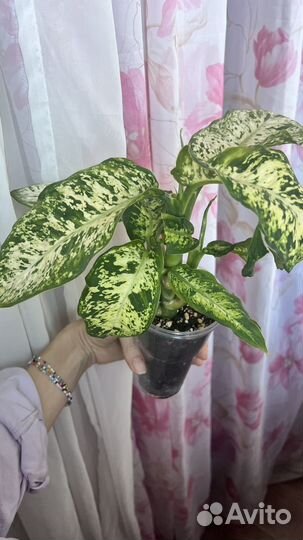 Диффенбахия Марс