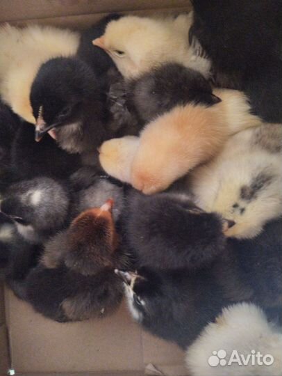 Куры Виандот