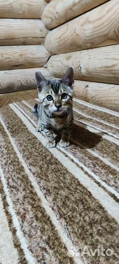 Бенгальская