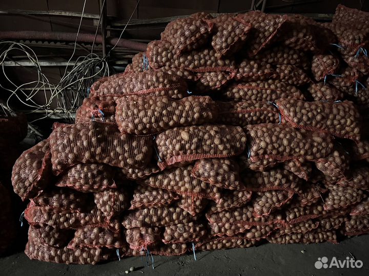 Картофель семенной