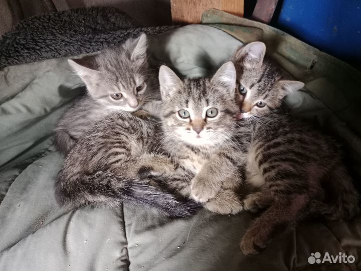 Котята в добрые руки
