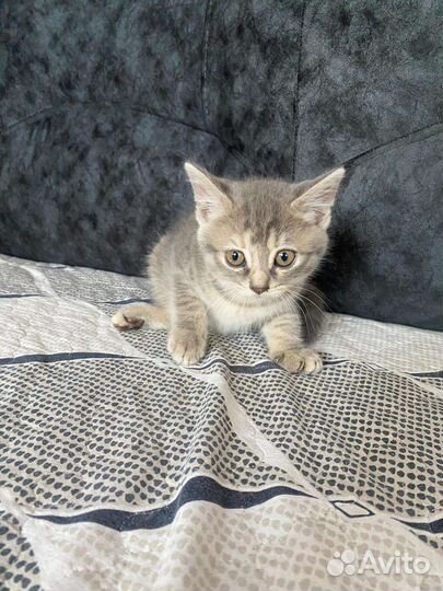 Котята вислоухой кошки