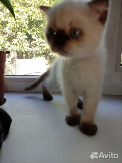 Домашние животные котята