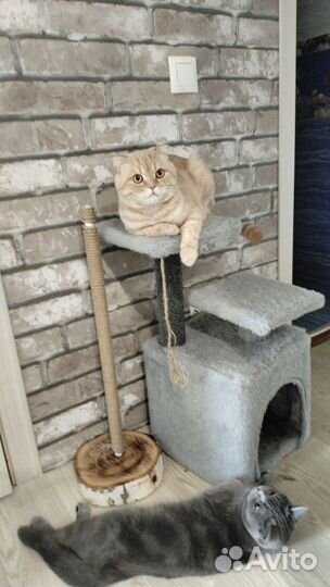 Шотландские котята