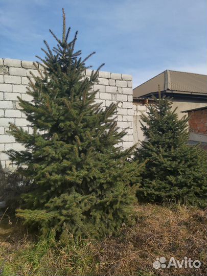 Серебристые ели 2,5 м,3,5 м