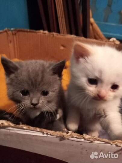 Котята в добрые руки бесплатно