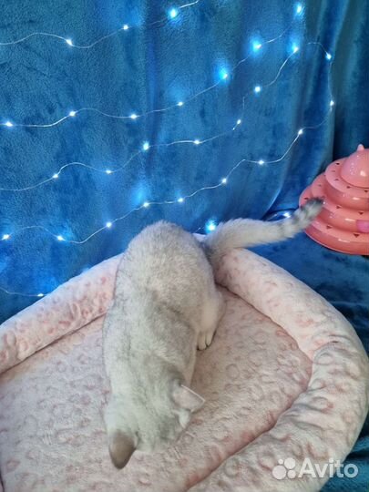 Британский котенок серебристая шиншилла