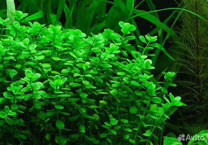 Неприхотливые аквариумные растения