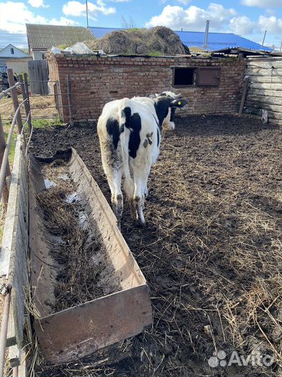Продам телку