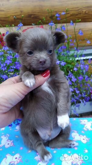 Лиловый красавчик