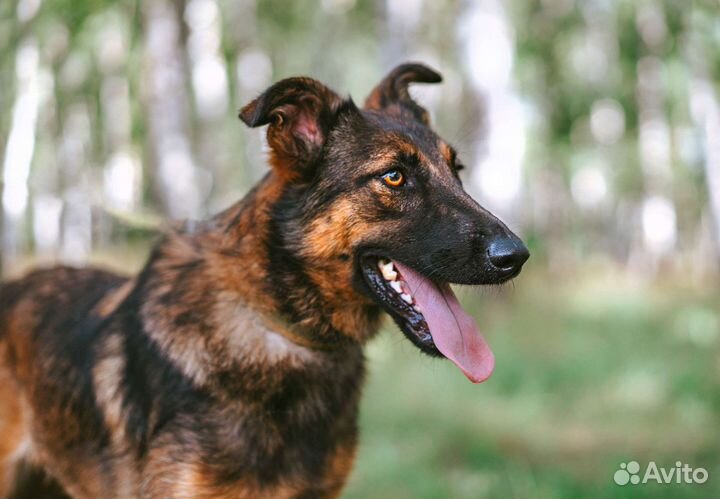 Конфетка - метис малинуа ищет хозяина