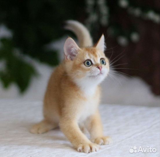 Золотые котята мальчики и девочки