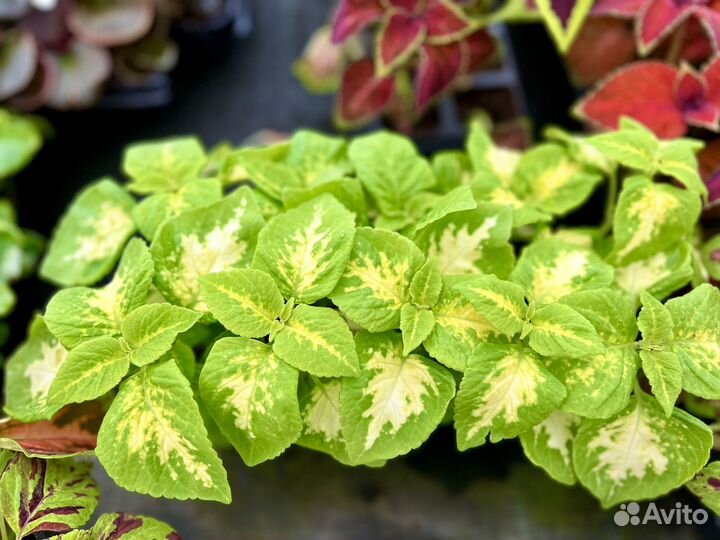 Колеусы сортовые рассада, koleos, крапивка