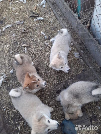 Западно сибирская лайка