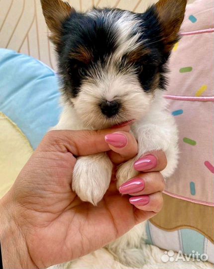 Мини Мини Стандарт