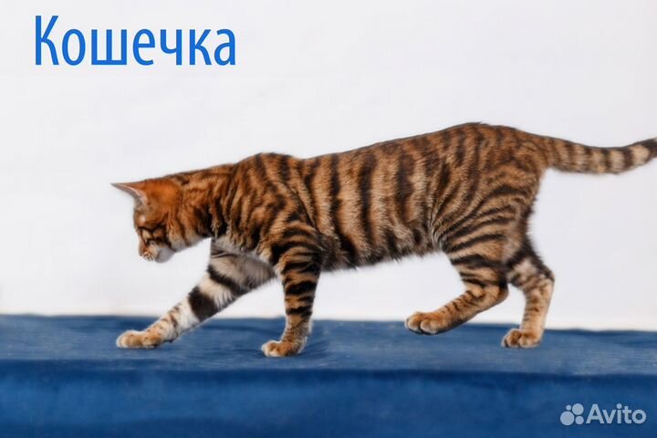 Тойгер котята