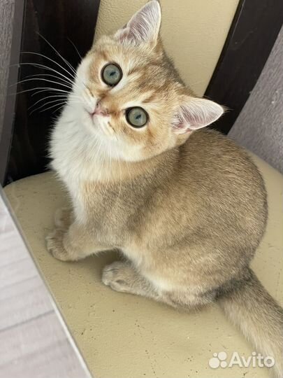 Котята золотая шиншилла