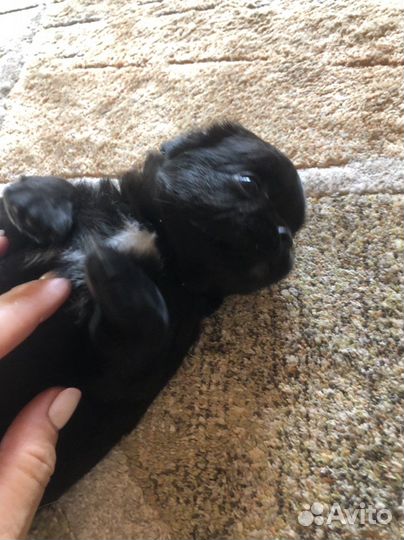 Щенки чихуахуа мини