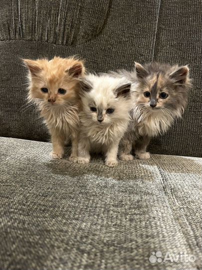 Котята в добрые руки девочки