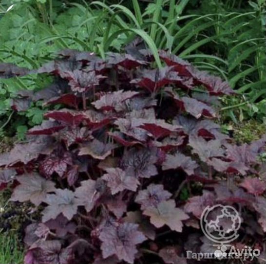 Гейхера, живучка